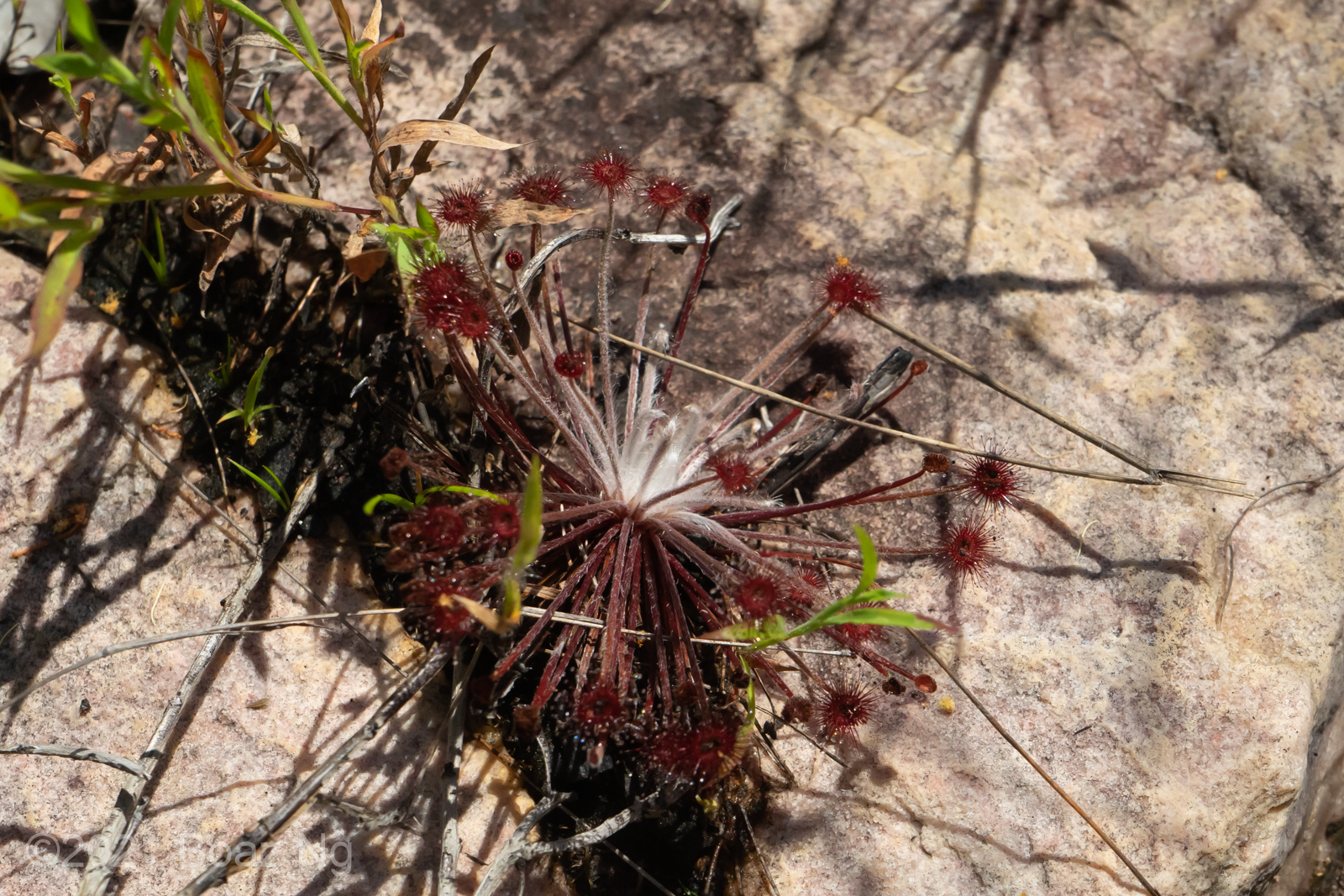 The Drosera petiolaris species complex in the Northern Territory