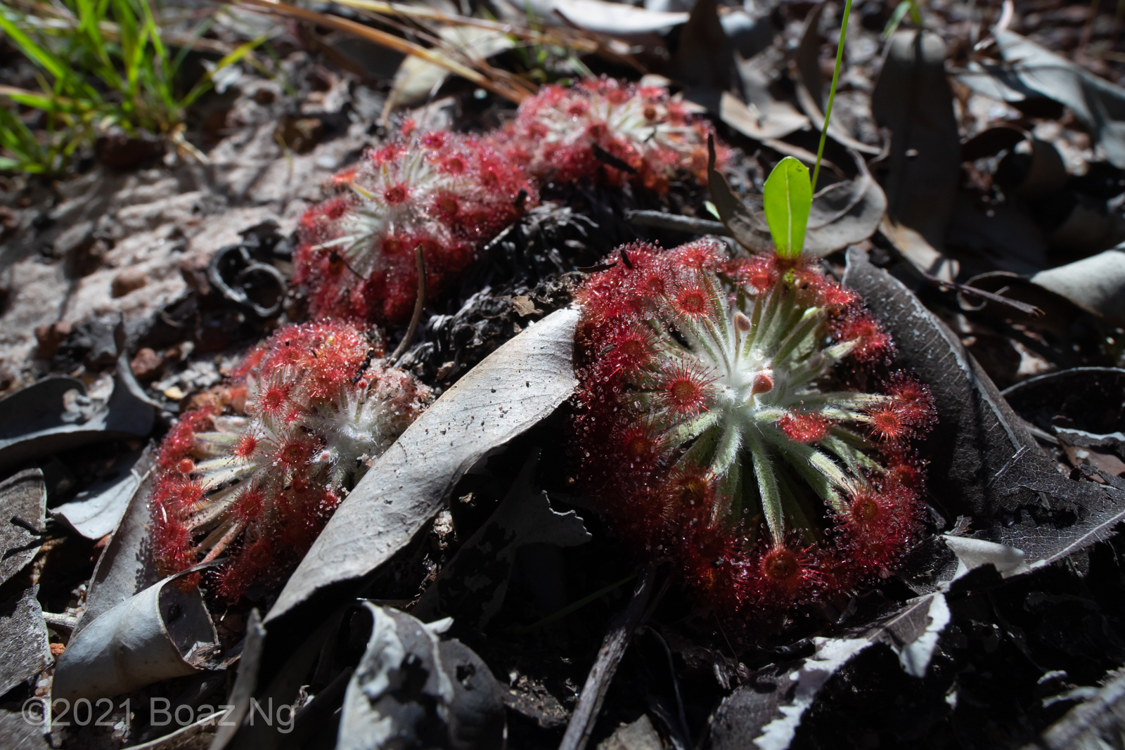 An undescribed taxon in the section Lasiocephala from the Burrungkuy area in the Kakadu National Park, Northern Territory