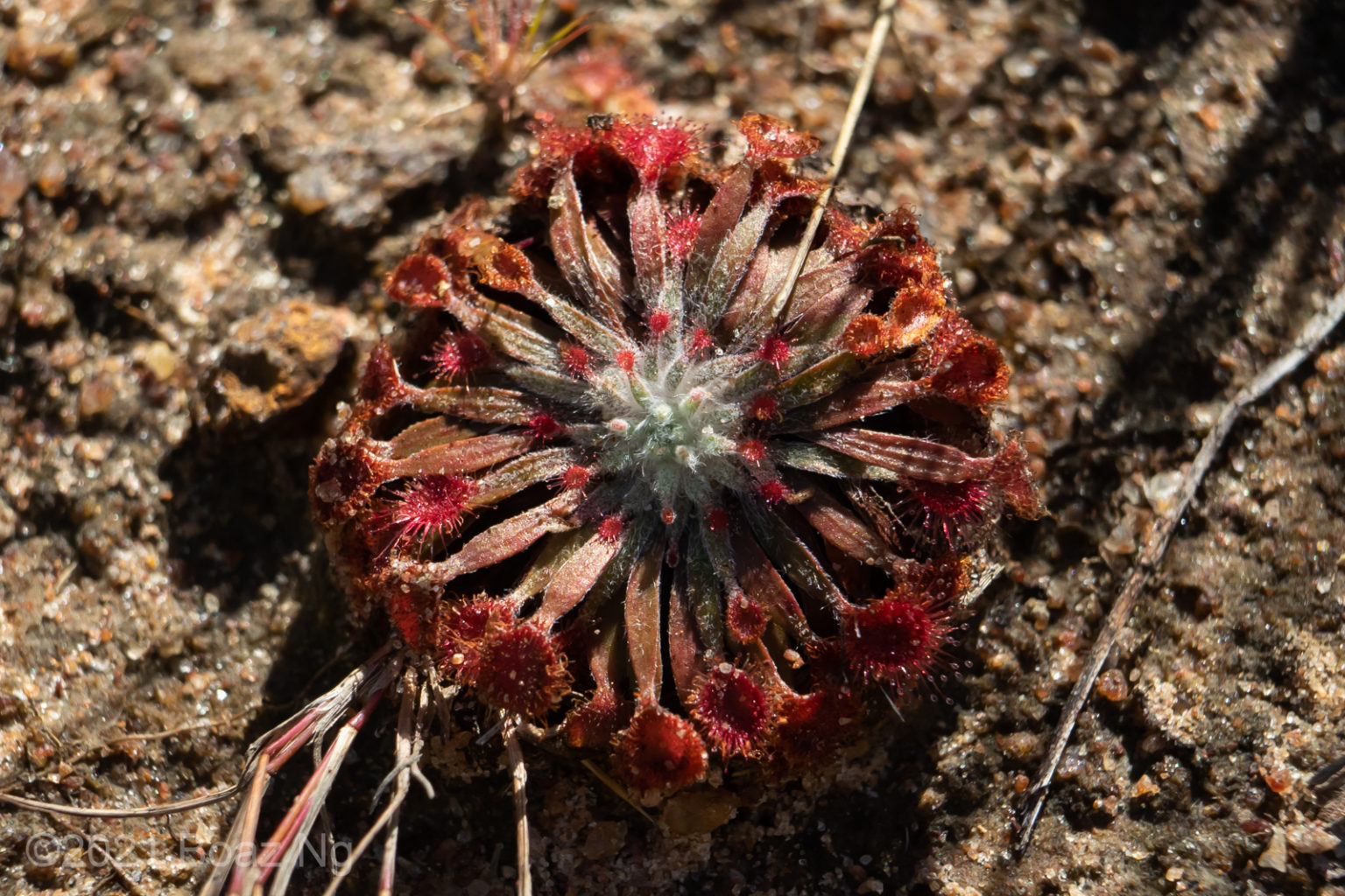 Drosera brevicornis Species Profile Fierce Flora