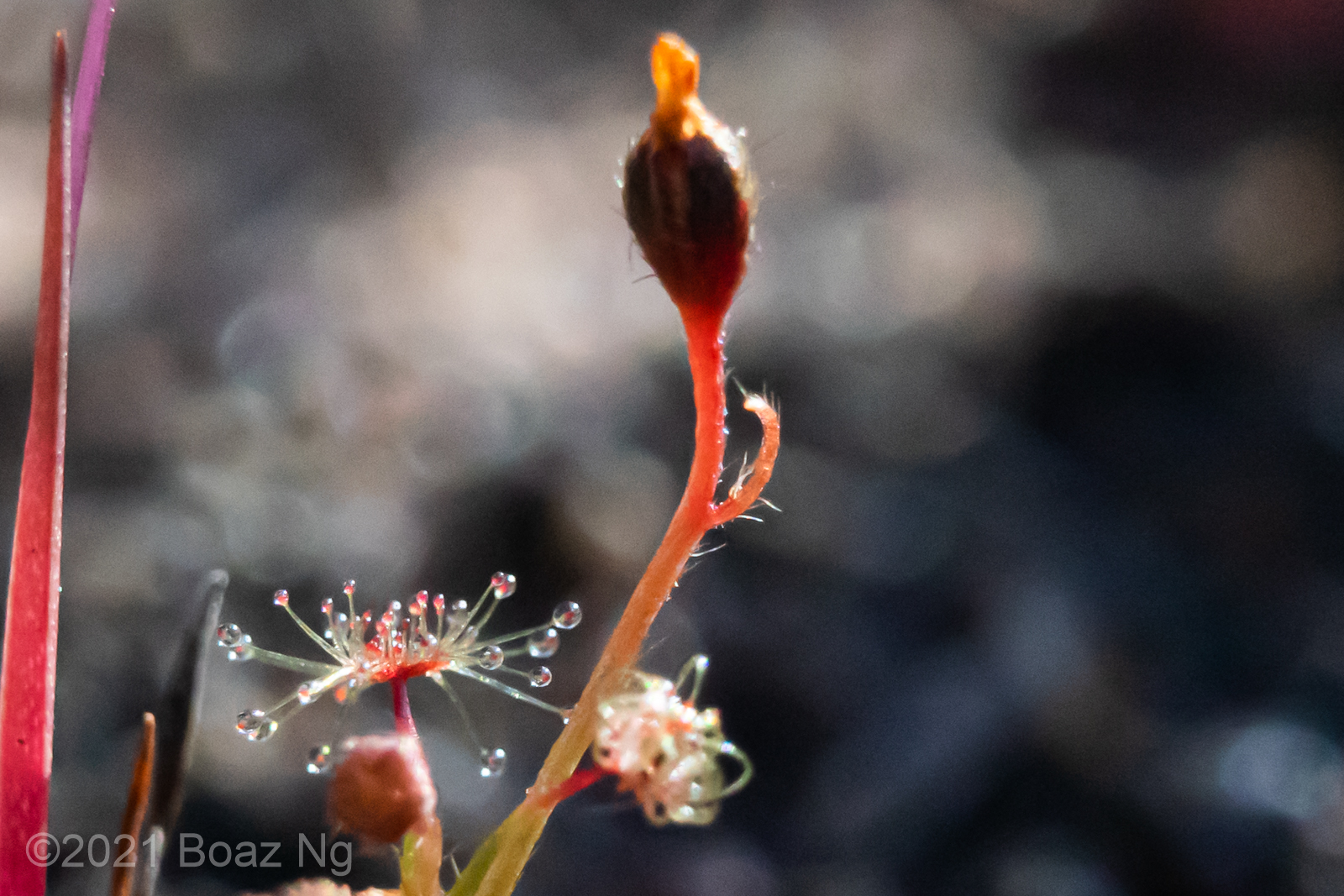 Drosera banksii Species Profile Fierce Flora