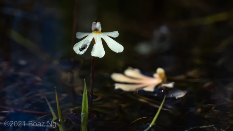 Utricularia holtzei Species Profile