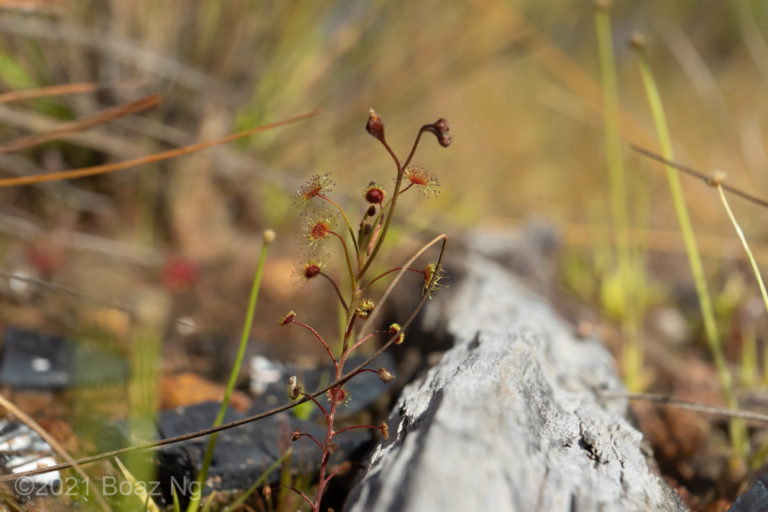 Drosera banksii Species Profile