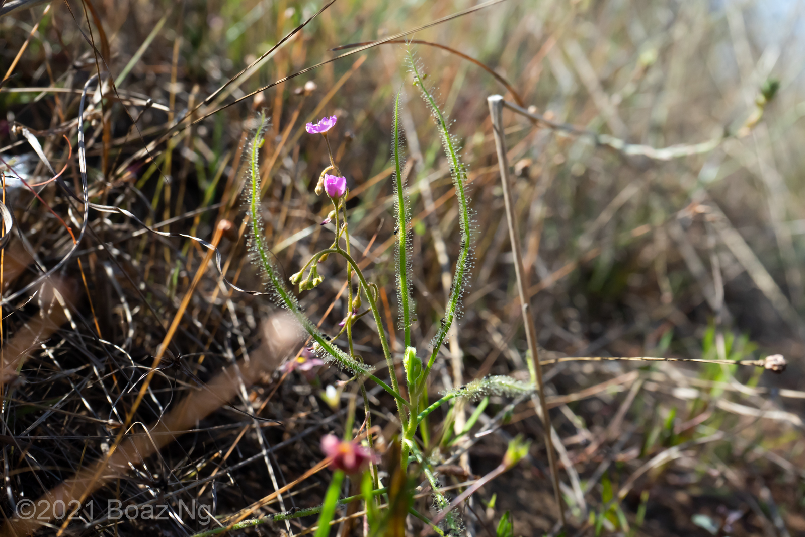 Drosera serpens Species Profile