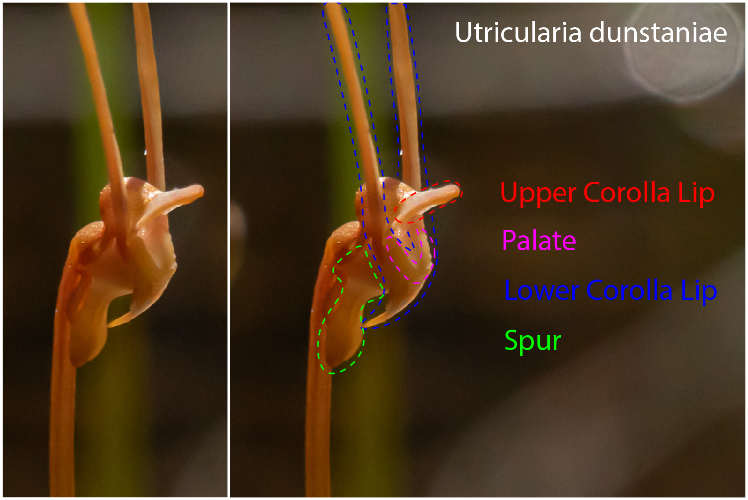Utricularia floral morphology – a pictorial glossary of terms