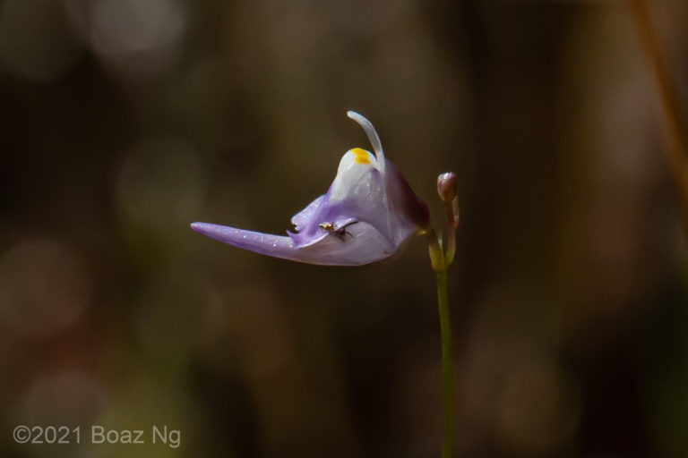 Utricularia geoffrayi Species Profile