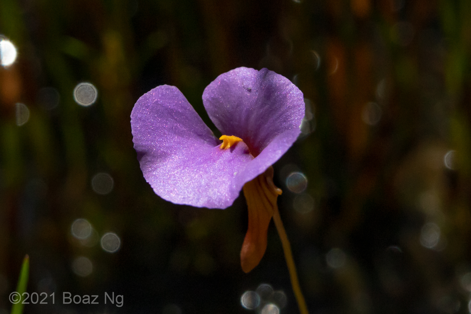 Utricularia lasiocaulis Species Complex