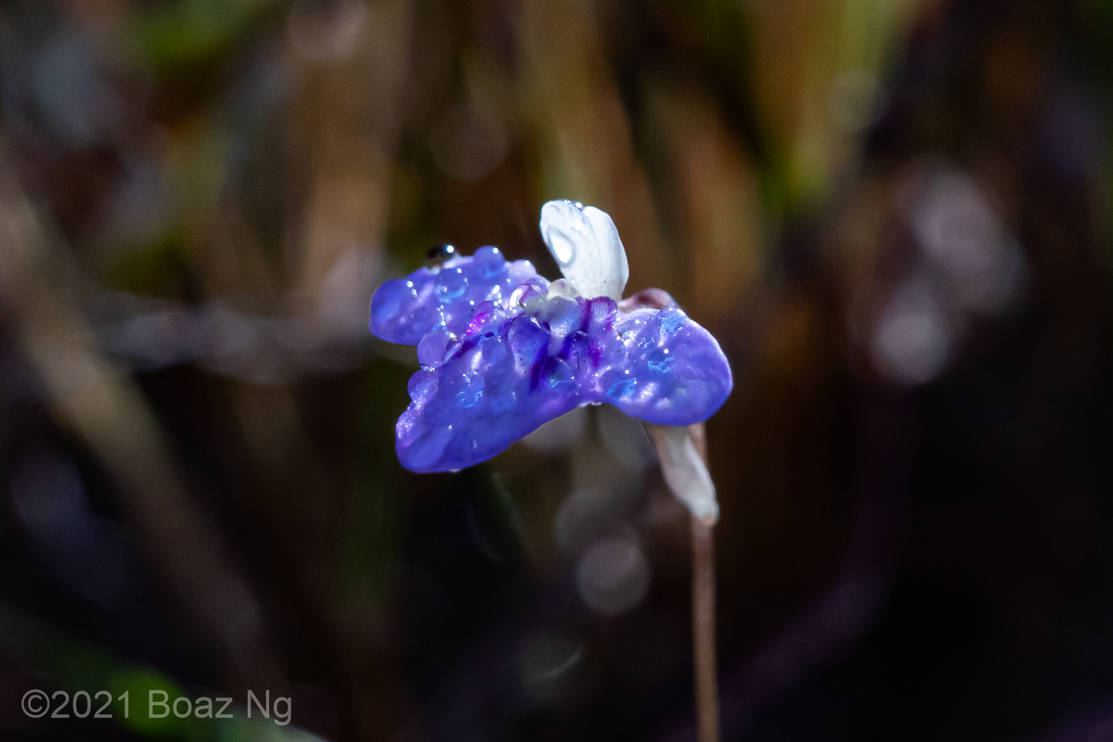 Utricularia leptorhyncha Species Profile