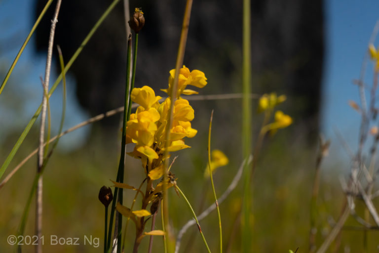 Utricularia odorata Species Profile