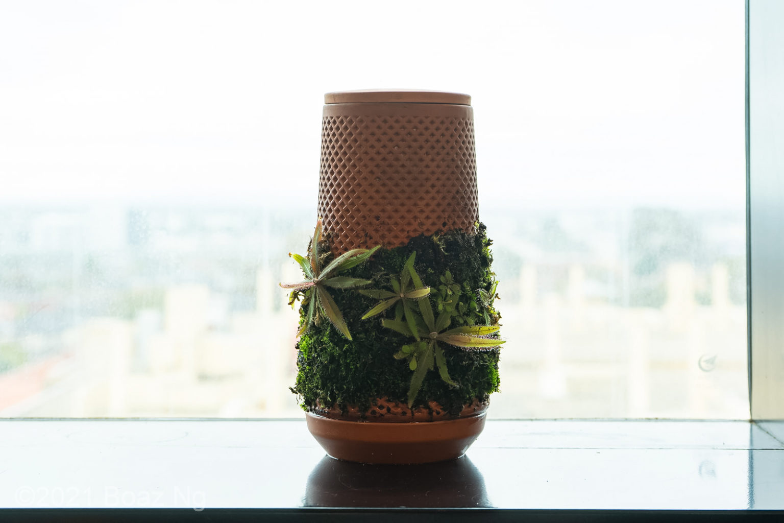Certa SelfWatering Terracotta Ceramic Planter Archives Fierce Flora