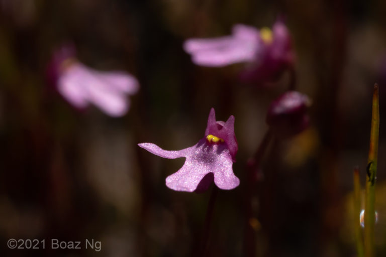 Utricularia tenella Species Profile