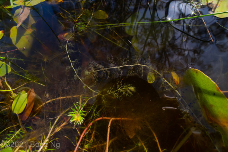 Utricularia australis Species Profile