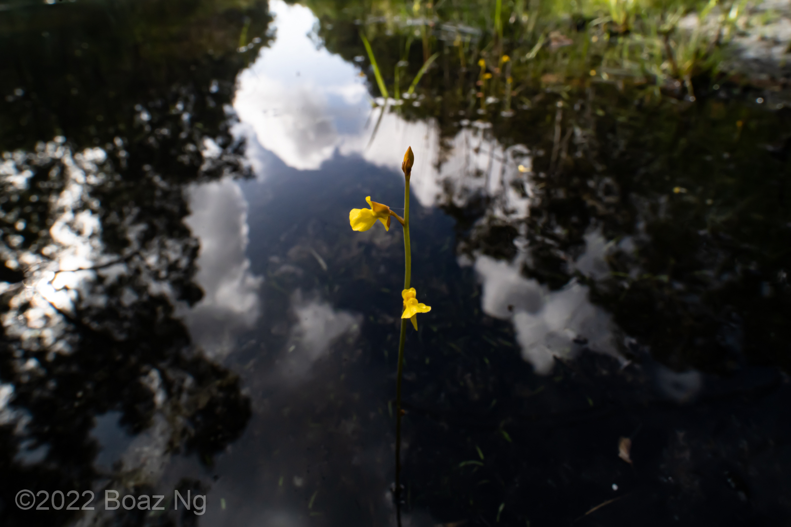 Utricularia bifida Species Profile