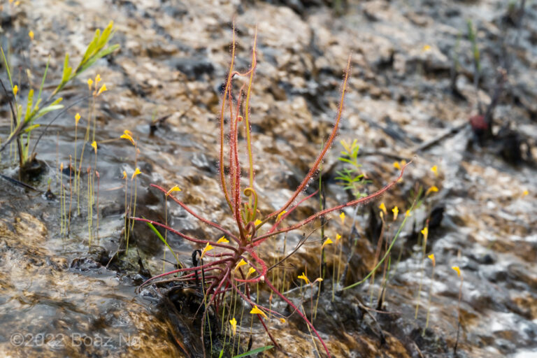 Red form of Drosera serpens