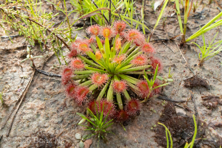 Drosera fulva Species Profile