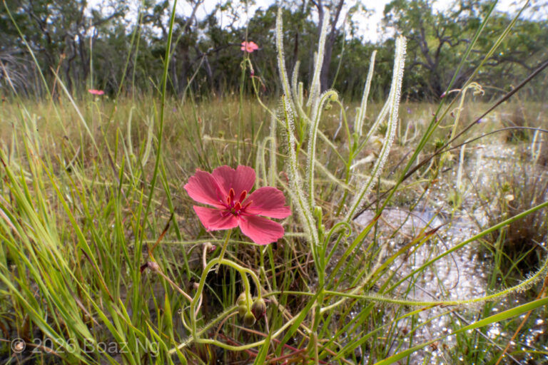 Drosera fragrans Species Profile