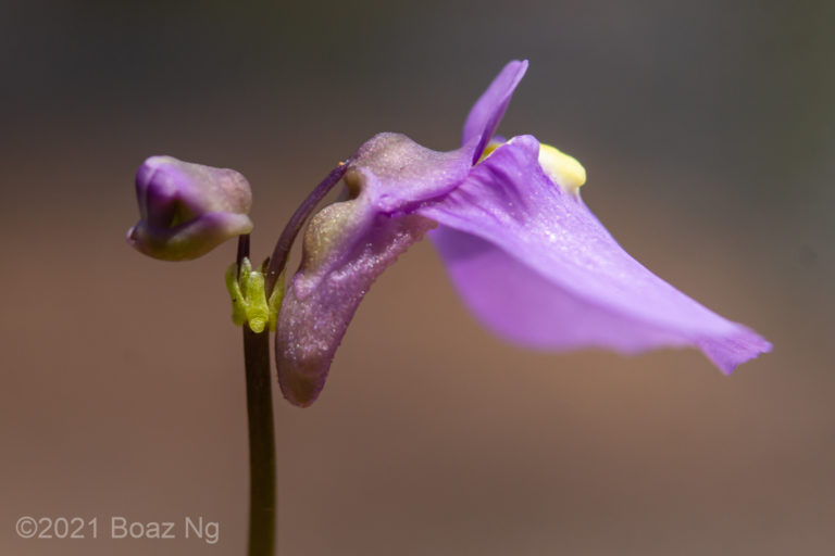 Utricularia dichotoma subsp. maritima