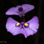 Utricularia dichotoma subsp. aquilonia