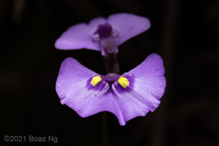 Utricularia dichotoma subsp. aquilonia