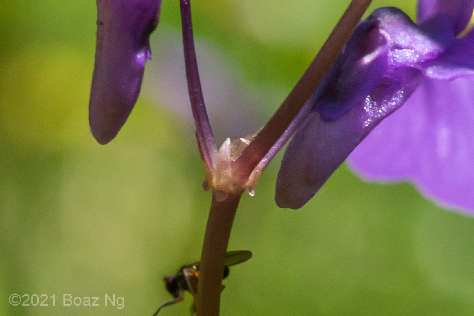 Utricularia dichotoma subsp. maritima Fierce Flora