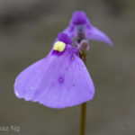 The Mysteries of Utricularia dichotoma in Coastal Victoria