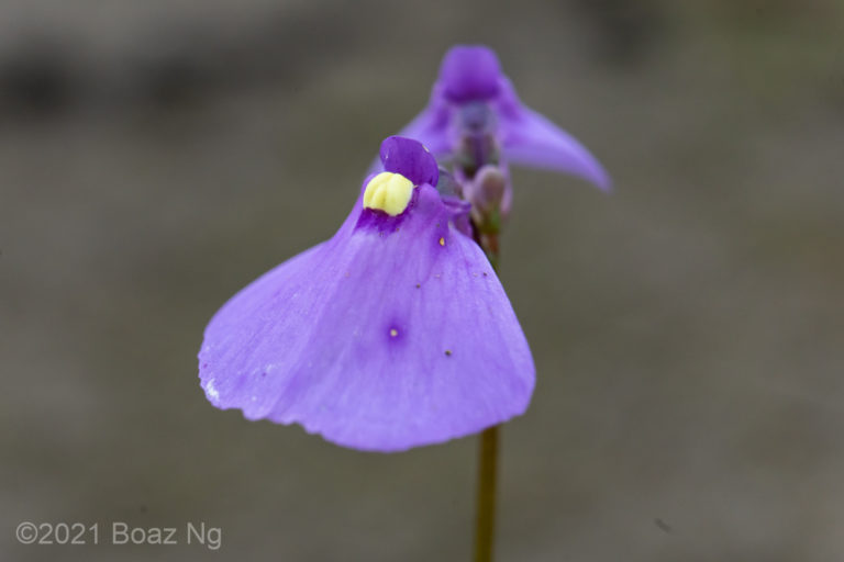 The Mysteries of Utricularia dichotoma in Coastal Victoria