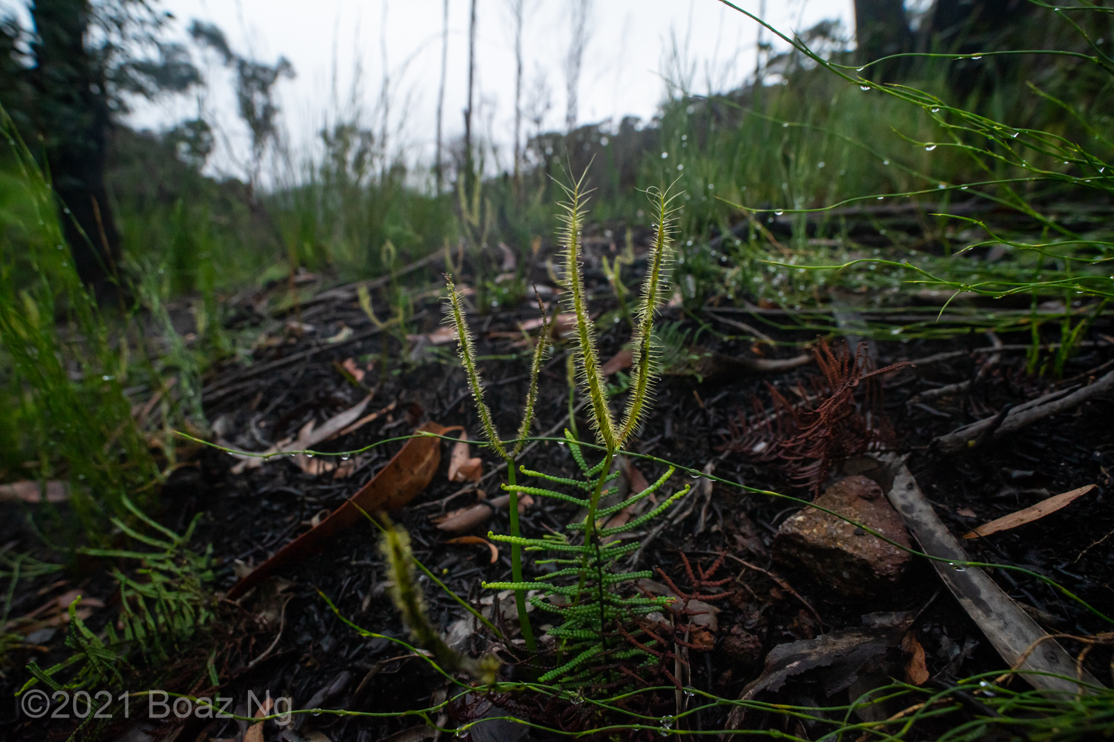 Drosera binata after fire