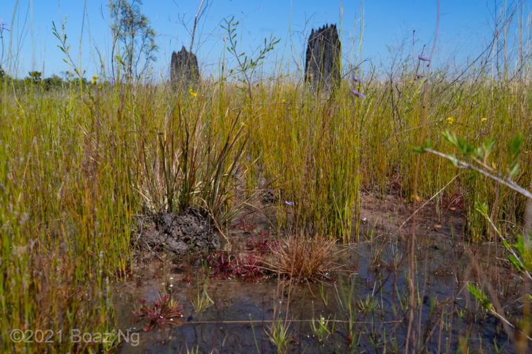 Carnivorous Plants of the Howard River Flood Plain