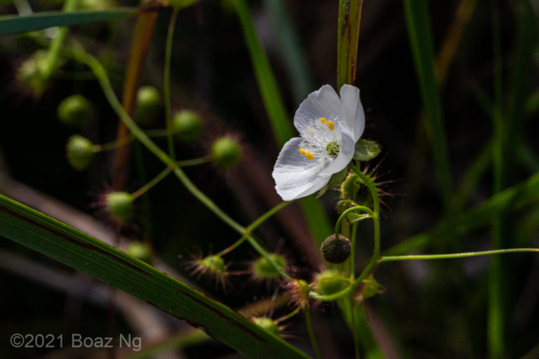 Drosera planchonii in SE Melbourne