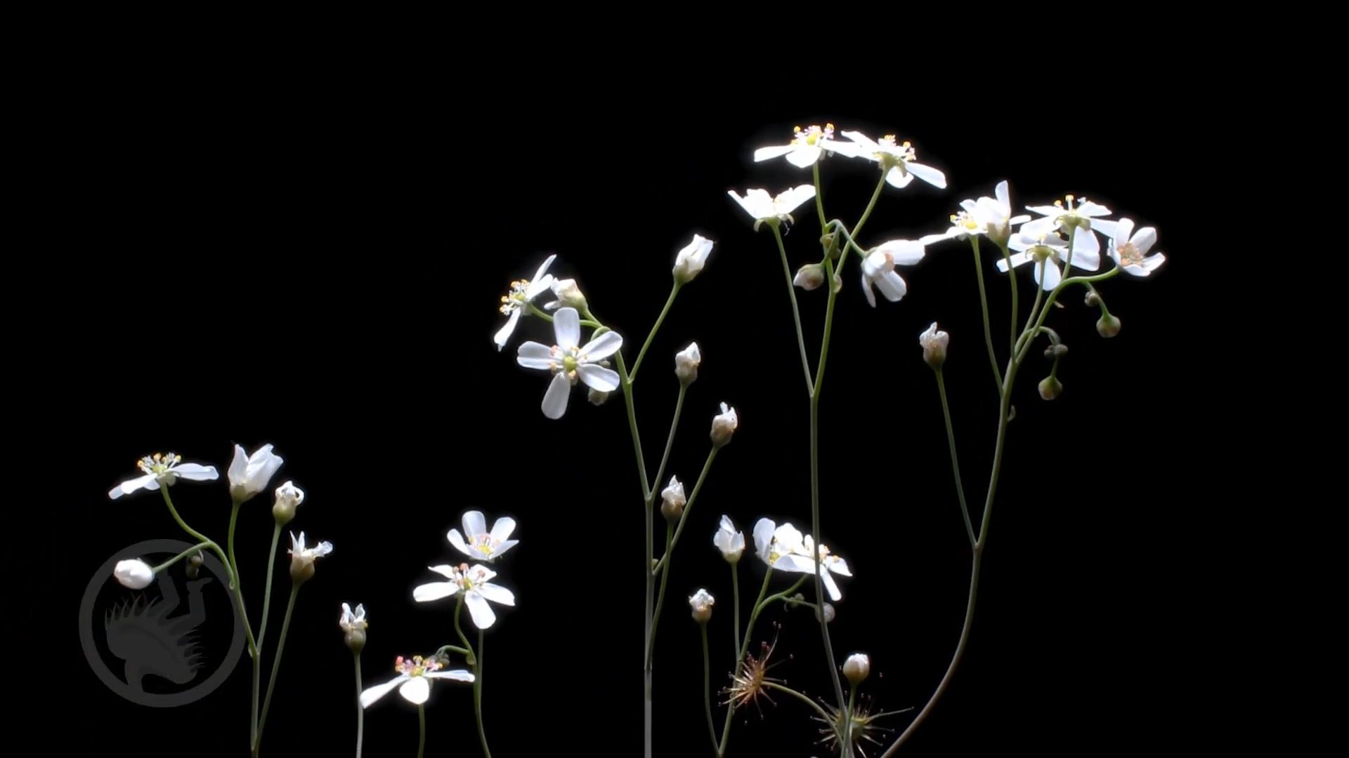 Drosera graniticola Time Lapse