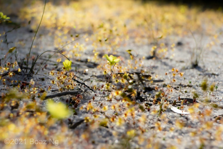 Drosera zigzagia