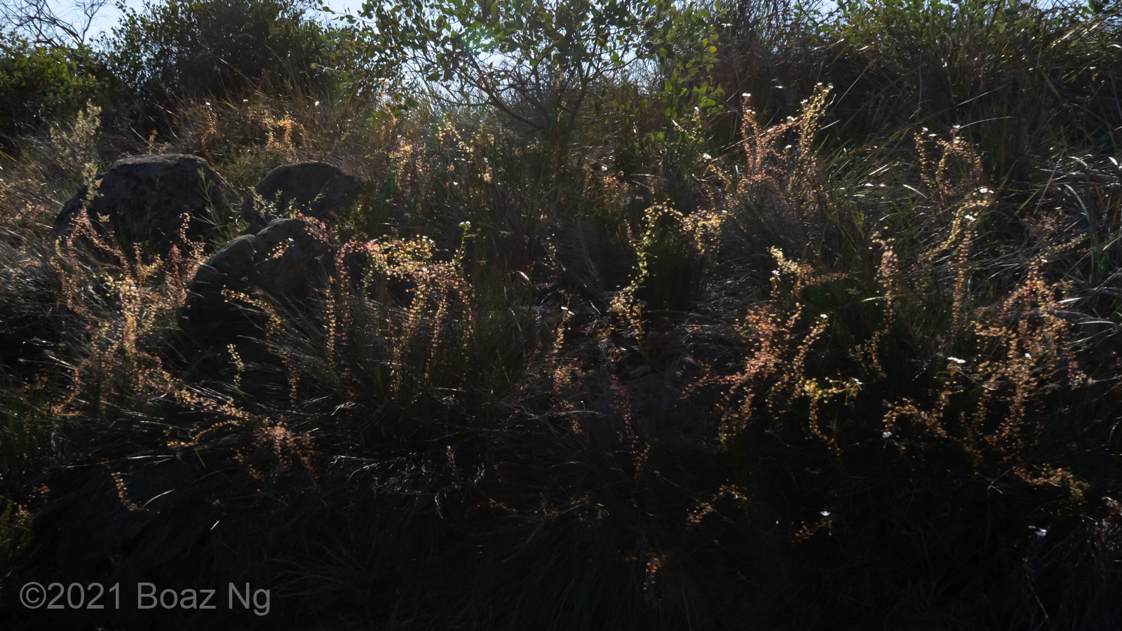 Drosera macrantha in the Perth Hills