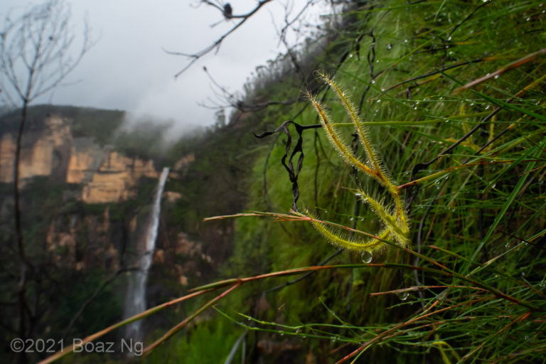 Drosera binata – Blue Mountains