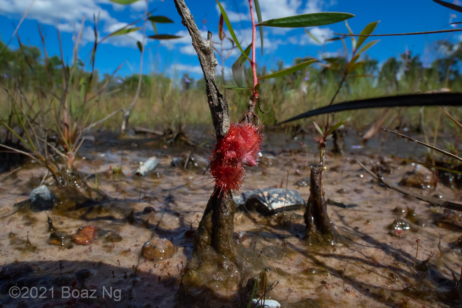 An almost epiphytic Drosera burmannii