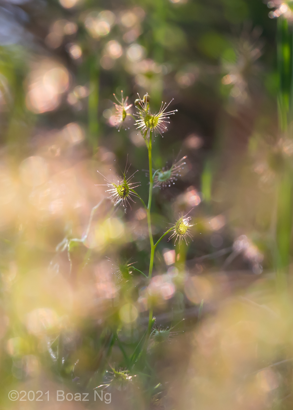 Drosera auriculata in SE Melbourne