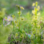 Sundews of the Dandenong Foothills