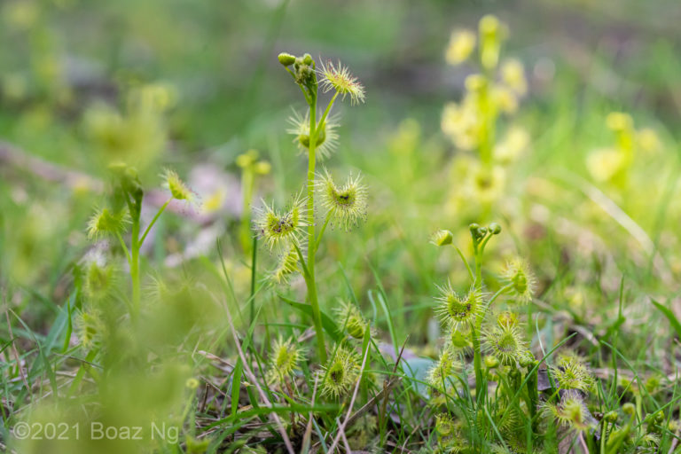 Sundews of the Dandenong Foothills