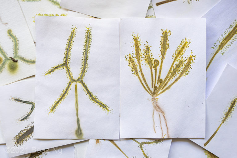 Eco-printing with Sundews