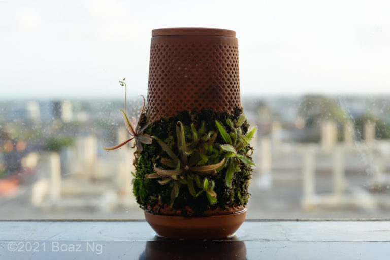Terracotta seepage planter spring update