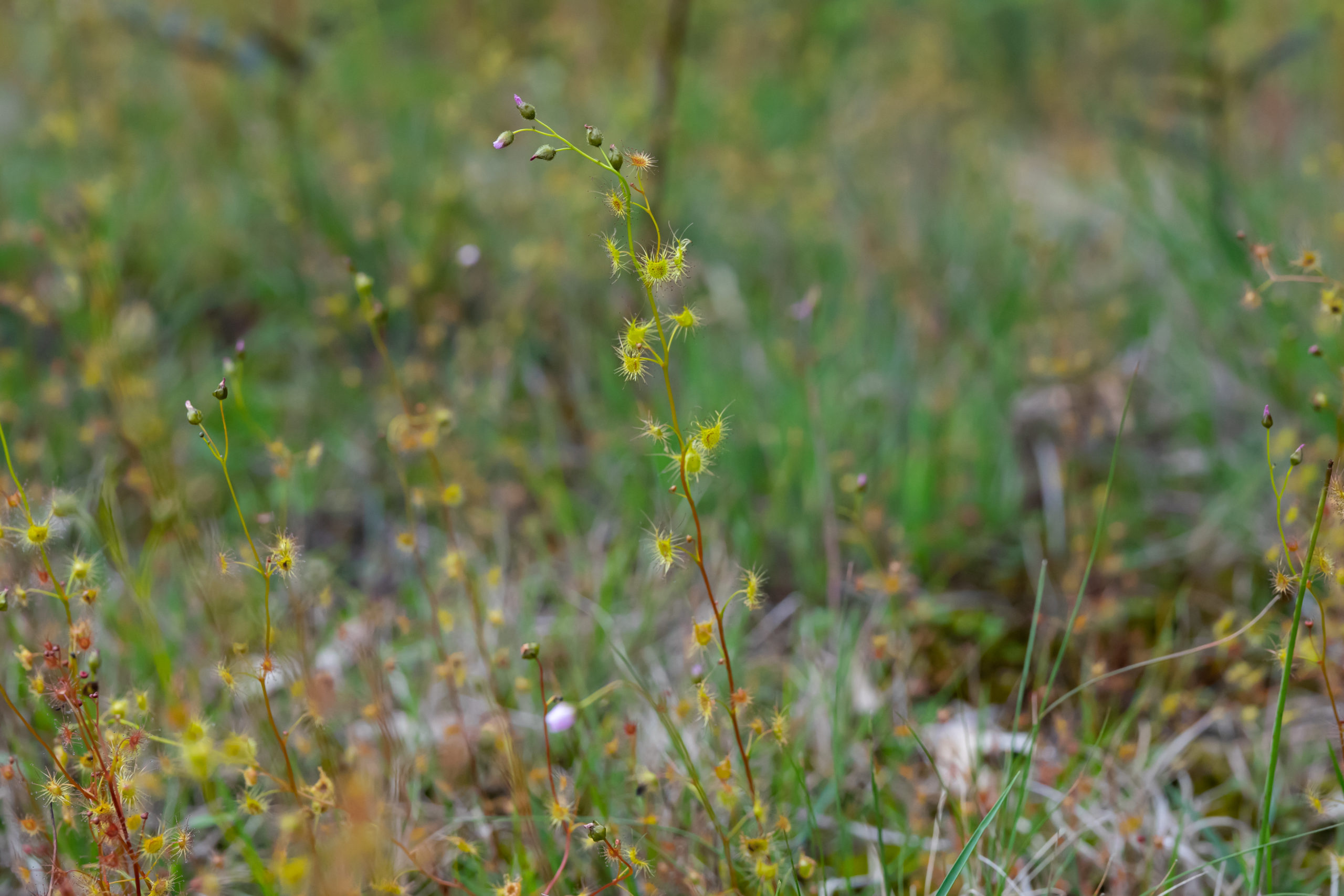 (Another) Hybrid Between Drosera auriculata and D. gunniana