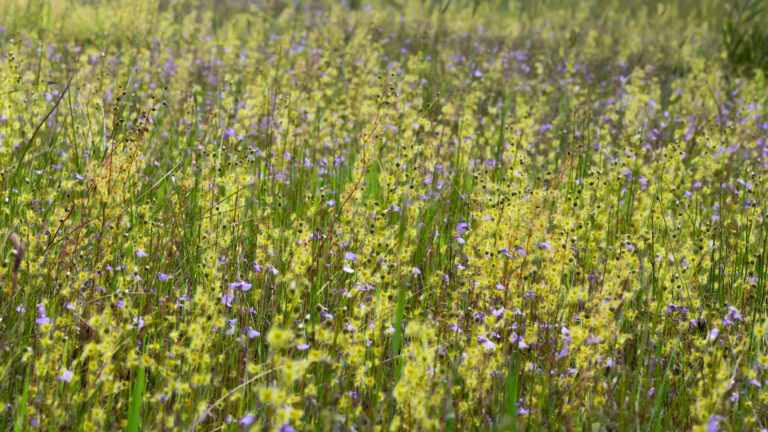 Utricularia barkeri in SE Melbourne