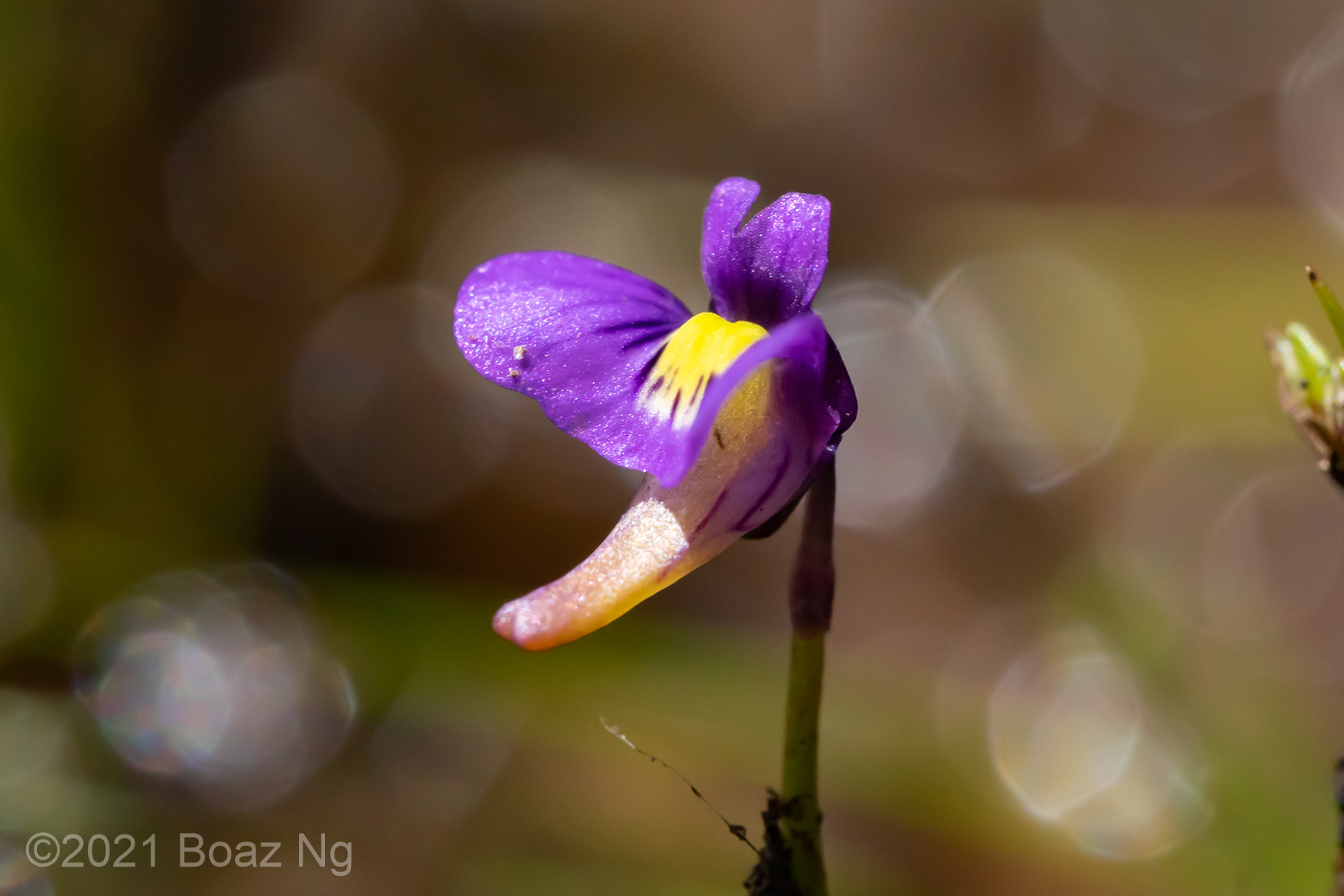 Utricularia violacea Species Profile