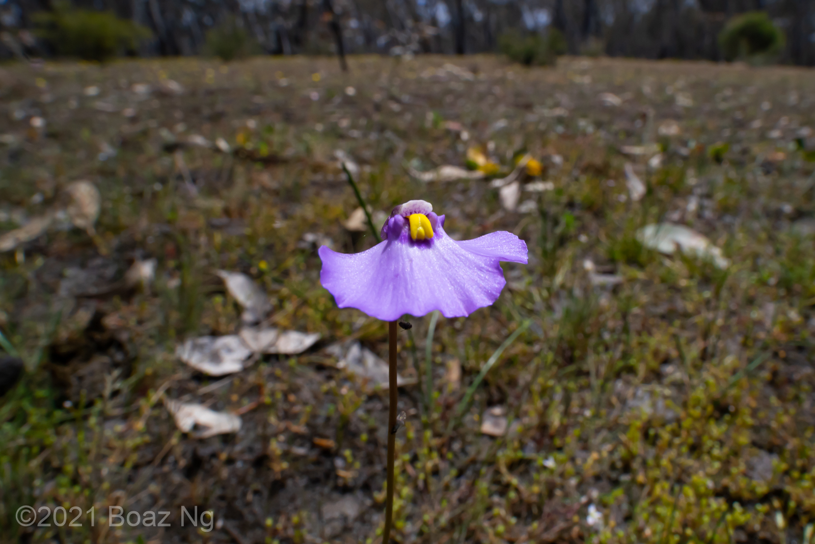 Natural hybrid between Utricularia barkeri and U. beaugleholei