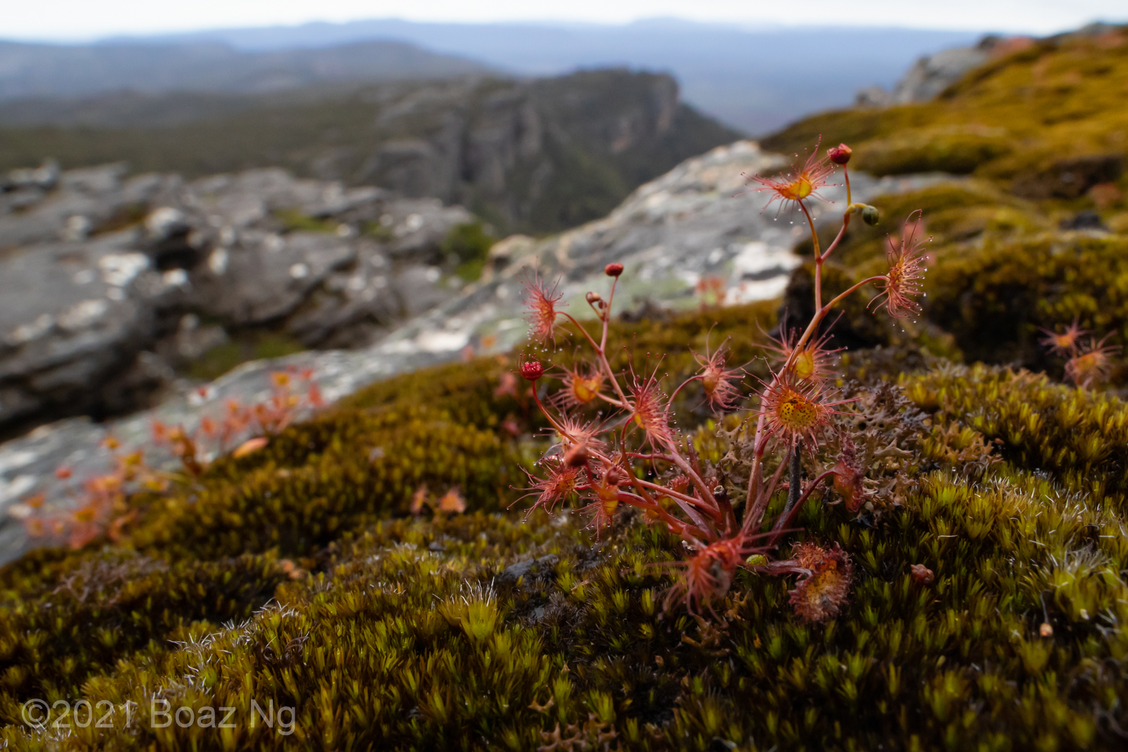 Multi-stemmed red Drosera auriculata from the peaks of the Grampians
