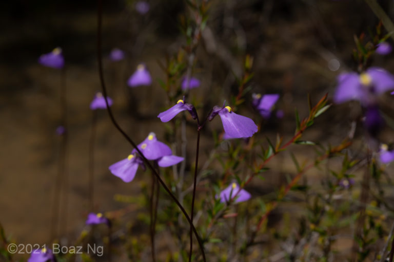 Putative Natural Hybrid between Utricularia barkeri and U. dichotoma in the Grampians