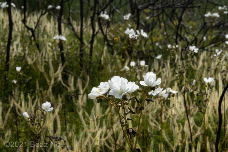 Post-fire blooming of Drosera binata in Budderoo National Park