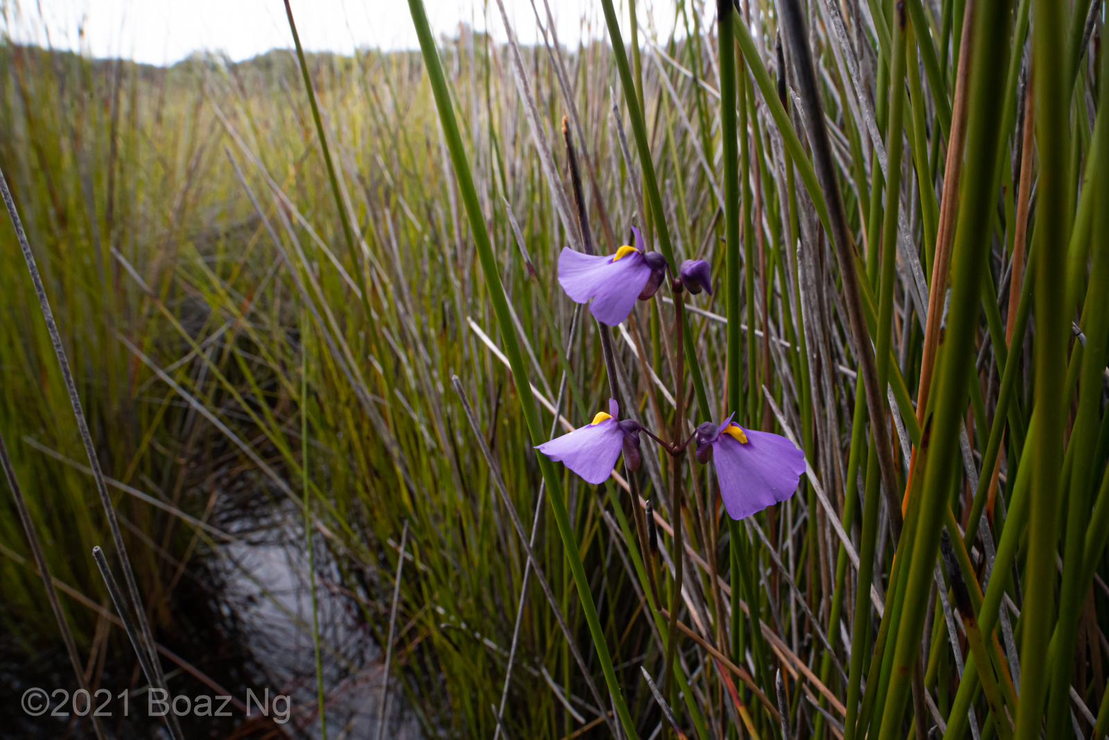 Utricularia speciosa Species Profile