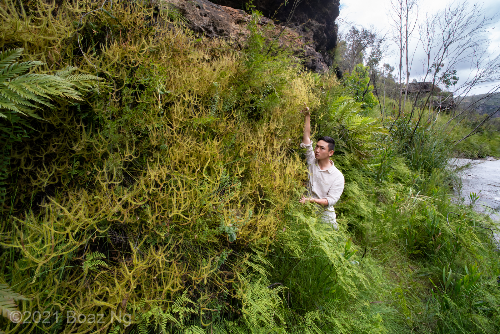 The Drosera binata wall