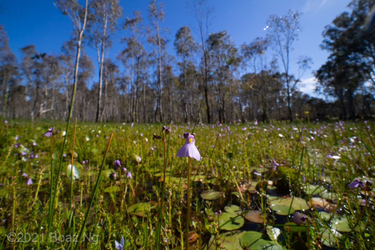 A putative natural hybrid between Utricularia oppositiflora and U. barkeri