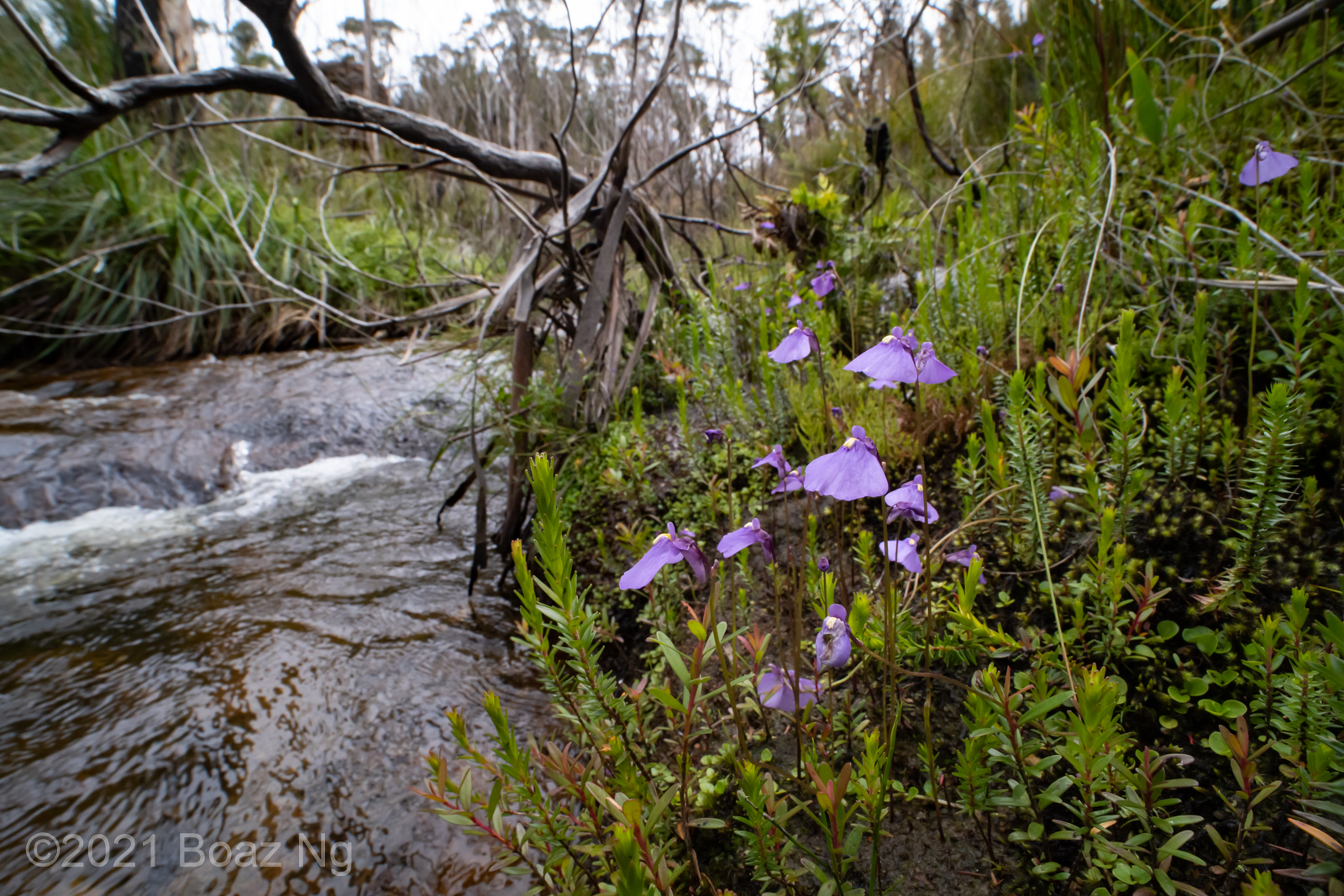 Utricularia dichotoma subsp. aquilonia in the Blue Mountains