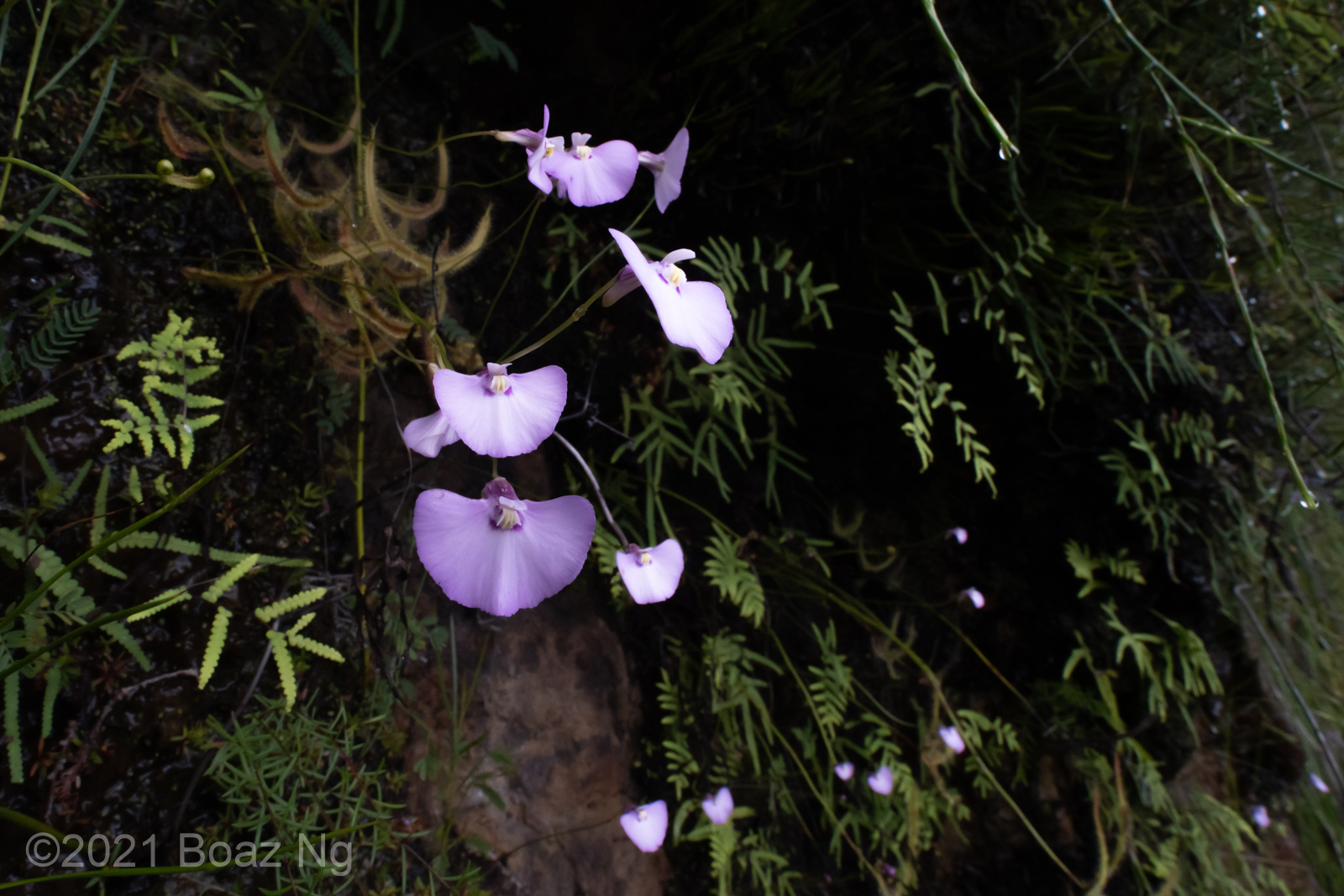 An excellent display of Utricularia uniflora